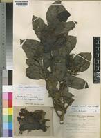 Isotype of Spathodea campanulata P.Beauv. subsp. congolana Bidgood [family BIGNONIACEAE]
