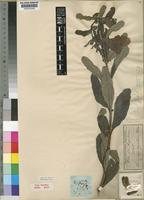 Sesamum angolense Welw. [family PEDALIACEAE]