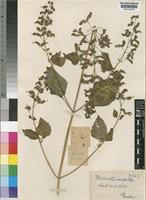 Holotype of Plectranthus aurifer Dinter ex Launert [family LABIATAE]