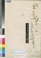 Syncolostemon canescens (Gürke) D.F.Otieno [family LABIATAE]