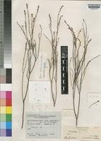 Type of Thesium chimanimaniense Brenan [family SANTALACEAE]
