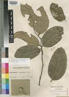 Paratype of Dichapetalum zambesianum Torre [family DICHAPETALACEAE]