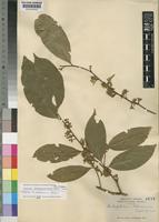 Isotype of Dichapetalum bakerianum Exell [family DICHAPETALACEAE]