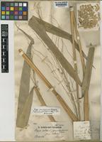 Oryza grandiglumis (Doell.) Prodoehl [family POACEAE]