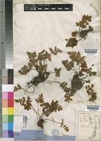 Cheilanthes inaequalis Mett. var. buchananii (Baker) Schelpe [family ADIANTACEAE]