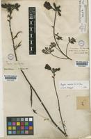 Argylia radiata (L.) D. Don [family BIGNONIACEAE]