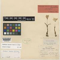 Isotype of Colchicum szovitsii Fisch. & C.A.Mey. var. nivale Boiss. & Huet [family COLCHICACEAE]