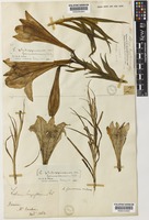 Type of Lilium formosanum Wallace [family LILIACEAE]