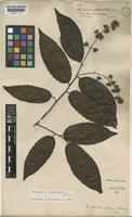 Isotype of Homalium eleutherostylum S.F.Blake [family FLACOURTIACEAE]