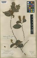 Isotype of Homalium pleiandrum Blake [family FLACOURTIACEAE]