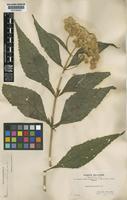 Austroeupatorium inulifolium (Kunth) R.M.King & H.Rob. [family COMPOSITAE]