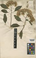 Type of Vernonia condensata Baker [family COMPOSITAE]