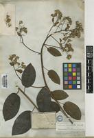 Type of Senecio caracasanus Klatt [family COMPOSITAE]