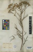 Senecio brasiliensis (Spreng.) Less. [family COMPOSITAE]
