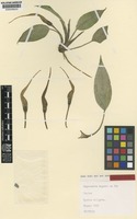 Isotype of Lagenandra bogneri de Wit [family ARACEAE]