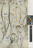 Senecio pinnatus Poir. [family COMPOSITAE]