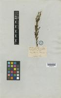 Justicia genistiformis unrecorded [family ACANTHACEAE]