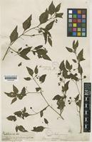 Solanum oleraceum Dunal [family SOLANACEAE]