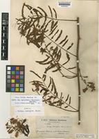 Syntype of Mimosa brevispica Harms [family LEGUMINOSAE-MIMOSOIDEAE]