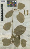 Mendoncia squamuligera Nees [family ACANTHACEAE]