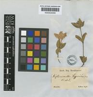 Ruellia hypericoides (Nees) Lindau [family ACANTHACEAE]