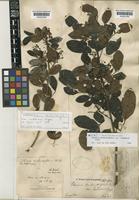 Schinus terebinthifolius Raddi var. raddiana Engl. [family ANACARDIACEAE]