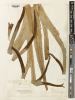Type of Platycerium willinckii T.Moore [family POLYPODIACEAE]