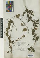 Urvillea uniloba Radlk. [family SAPINDACEAE]