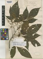 Isolectotype of Thouinia acuminata S.Watson var. pubicalyx Radlk. [family SAPINDACEAE]