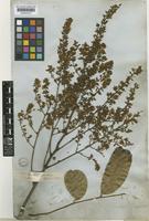 Isotype of Sapindus cerasinus Benth. [family SAPINDACEAE]