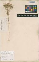 Type of Gilia virgata unrecorded var. floribunda A.Gray [family POLEMONIACEAE]