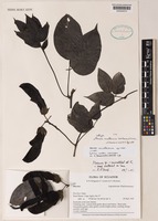 Isotype of Mucuna ecuatoriana T.M.Moura, G.P.Lewis, V.F.Mansano, A.M.G.Azevedo [family LEGUMINOSAE-PAPILIONOIDEAE]
