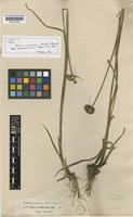 Isolectotype of Juncus involucratus Steud. ex Buchenau [family JUNCACEAE]
