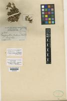 Isotype of Gossypianthus brittonii Standl. [family AMARANTHACEAE]