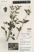 Isotype of Alternanthera bahiensis Pedersen [family AMARANTHACEAE]