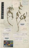 Type of Brandesia echinocephala Hook.f. [family AMARANTHACEAE]