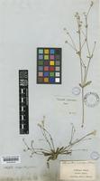 Lithophila subscaposa (Hook.f.) Standl. [family AMARANTHACEAE]