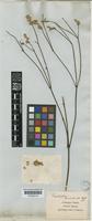 Froelichia nudicaulis Hook.f. [family AMARANTHACEAE]