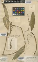 Pleurothallis venosa Rolfe [family ORCHIDACEAE]