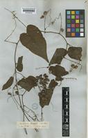 Antigonon leptopus Hook. & Arn. [family POLYGONACEAE]
