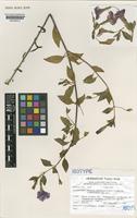 Isotype of Petunia mantiqueirensis T. Ando & Hashim. [family SOLANACEAE]