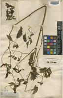 Capsicum cornutum (Hiern) Hunz. [family SOLANACEAE]