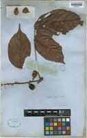 Paullinia firma Radlk. [family SAPINDACEAE]