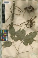 Paullinia ternata Radlk. [family SAPINDACEAE]