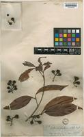 Matayba inelegans Radlk. [family SAPINDACEAE]