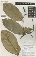 Isotype of Eschweilera boltenii S.A.Mori [family LECYTHIDACEAE]