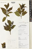 Holotype of Helixanthera schizocalyx T.Harris, I.Darbysh. & Polhill [family LORANTHACEAE]