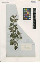 Solanum douglasii Dunal [family SOLANACEAE]