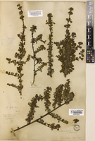 Type of Ceanothus rigidus Nutt. var. pallens Sprague [family RHAMNACEAE]