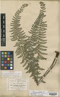 Isotype of Asplenium potosinum Hieron. var. semipinnatum Hieron. [family ASPLENIACEAE]